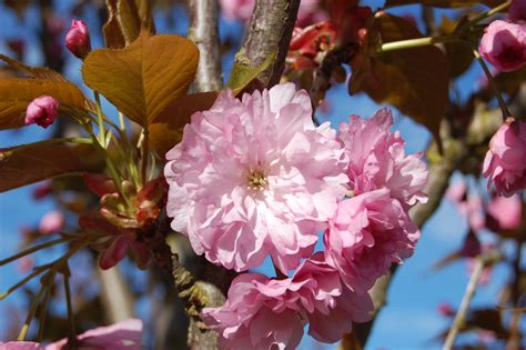 Kwanzan Flowering Cherry Tree Profile By Kuenzi Turf And Nursery