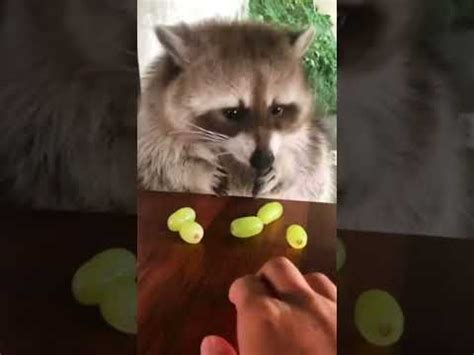 Raccoon vs Grapes | Raccoon, Grape meme, Funny animals