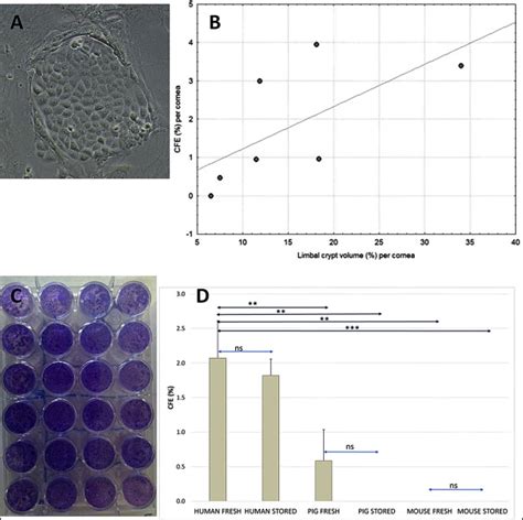 Relating Morphology To Colony Formation A Photograph Of Colony From Download Scientific