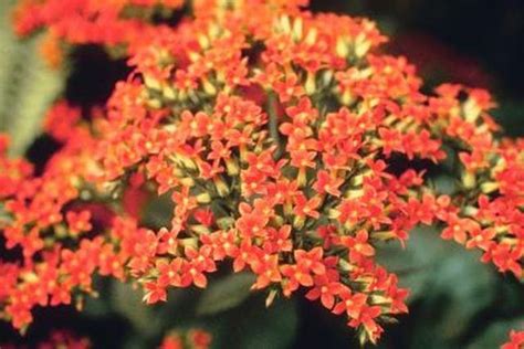 Learn How To Care For Kalanchoe Plants How To Guides Tips And Tricks