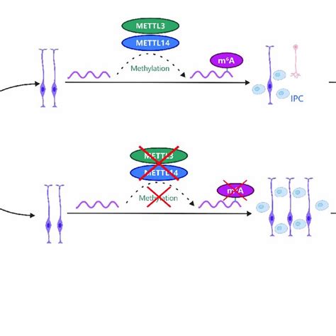 M A Depletion By Mettl Gene Knockdown Can Promote The