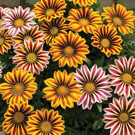 Gazania Big Kiss Mix Hybrid Gazania J W Jung Seed Company