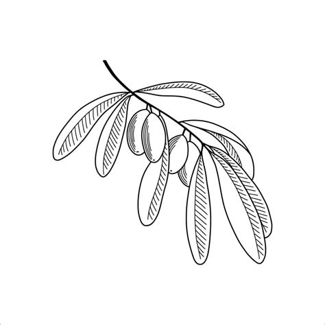 Olive tree branch in sketch style. Vector illustration. 17776594 Vector ...