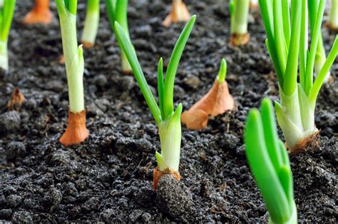 Planter Les Oignons Conseils Pratiques La Pause Jardin