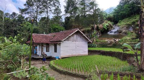 Nekad Seumur Hidup Tinggal Di Rumah Terpencil Di Tengah Hutan Pinus