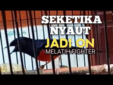 Murai Batu Gacor Memancing Emosi Jadi Nyaut Bunyi Bongkar Materi Isian