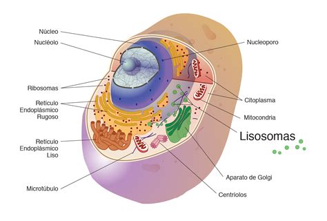 Lisosomas Mind Map