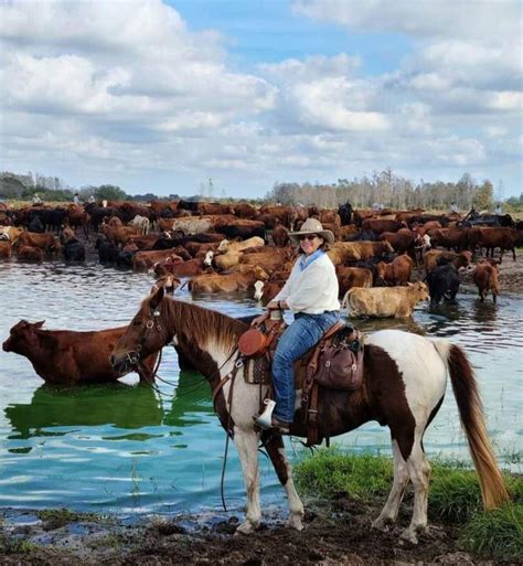 Diamond Oaks Farm Helps Drive 1 000 Cattle This Week Diamond Oaks Farm Static Wixstatic