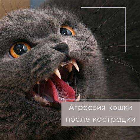 Дневник кошатницы. — ЖЖ