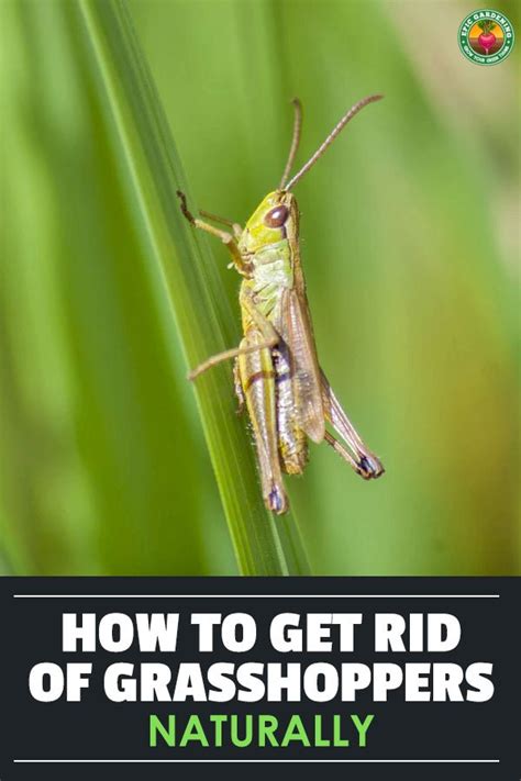 How To Get Rid Of Grasshoppers Natural Grasshopper Control Epic Gardening