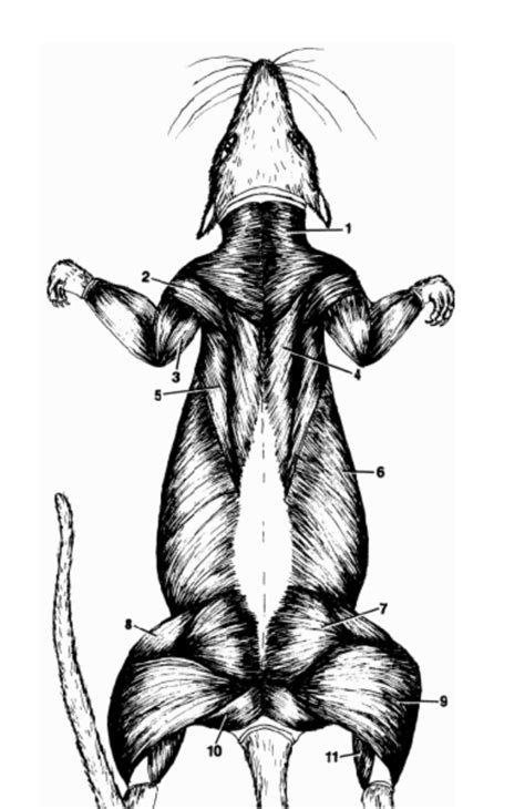 Rat Muscles Diagram Back View Diagram Quizlet