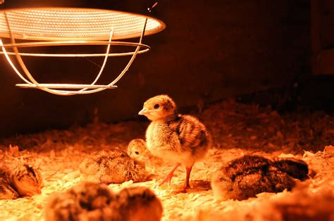 How To Build A Brooder Modern Farmer