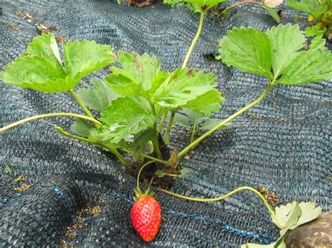 Come Coltivare Le Fragole Fragaria Sp Il Gusto Della Natura