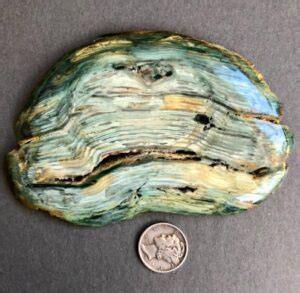 Green Petrified Wood "The Rarest and Collectible Color"