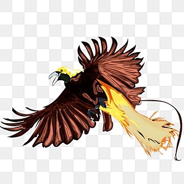 Burung Cendrawasih Papua PNG Transparent Images Free Download | Vector ...