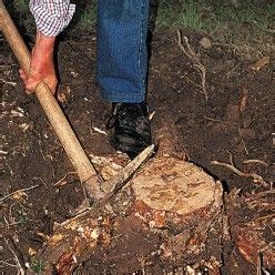 Comment éliminer et arracher une souche d arbre Souche d arbre