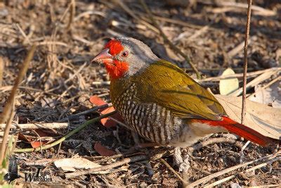 Adult Male Green Winged Pytilia Photo Ingo Waschkies Photos At Pbase