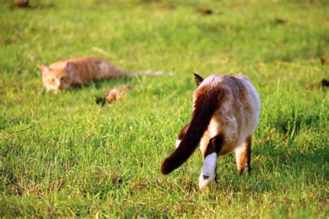 Free Images Plant Lawn Meadow Prairie Wildlife Kitten Pasture