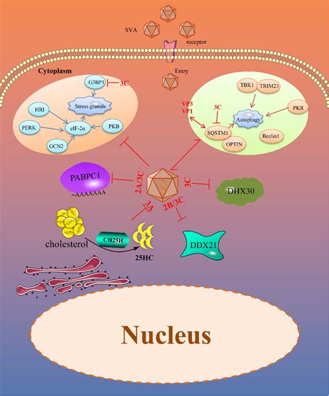 Figure 2 From The Game Between Host Antiviral Innate Immunity And