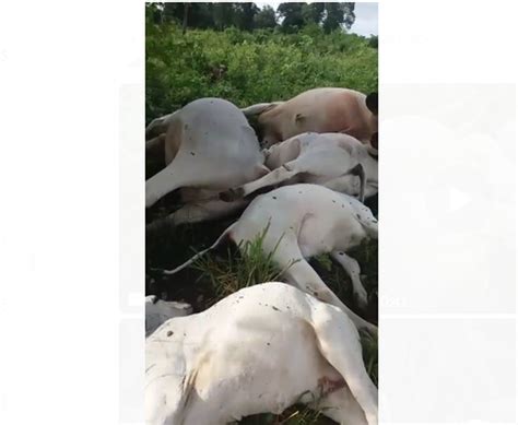 Nove Cabeças De Gado Morrem Após Raio Cair Em Fazenda No To E Gera