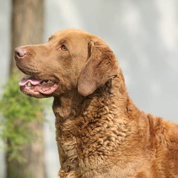 Chesapeake Bay Retriever Breed Information, Characteristics & Heath ...