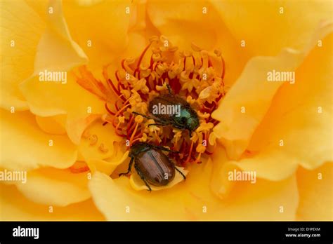 June Beetles Hi Res Stock Photography And Images Alamy