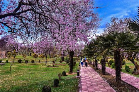 Spring In Kashmir Photo By Saqib Majeed Bhat National Geographic