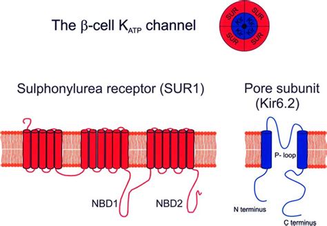 Molecular Structure Of The K Atp Channel Top Schematic Structure Of