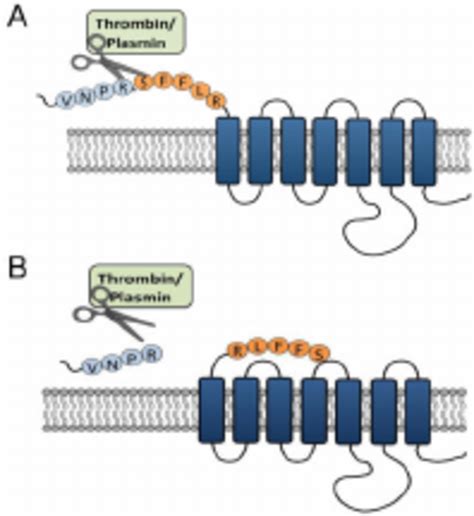 Tethered Ligand Mode Of Activation Of Protease Activated Receptors