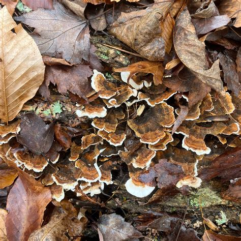 Easy Ways To Identify Turkey Tail Mushrooms Blue Ridge Botanic