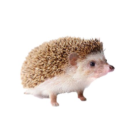 Hedgehog Png Hd Transparent Hedgehog Hdpng Images Pluspng Images