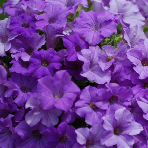 Petunia Surfinia “HEAVENLY BLUE” – Silja