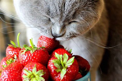 Can Cats Eat Strawberries How To Share The Berry With Your Cat