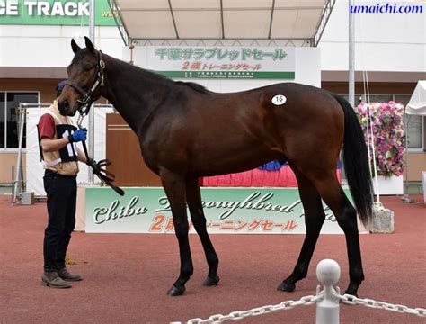 Jra競走に勝ったセール出身馬紹介202371 2､21頭 インフォメーション｜サラブレッドセール上場予定馬情報＆牧場別繋養馬情報