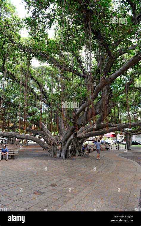 Banyan Tree Maui Lahaina Hi Res Stock Photography And Images Alamy