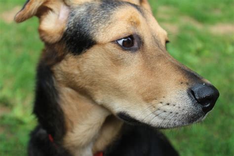 Free stock photo of german shepherd, rescue dog