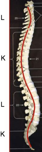 Spine Flashcards Quizlet