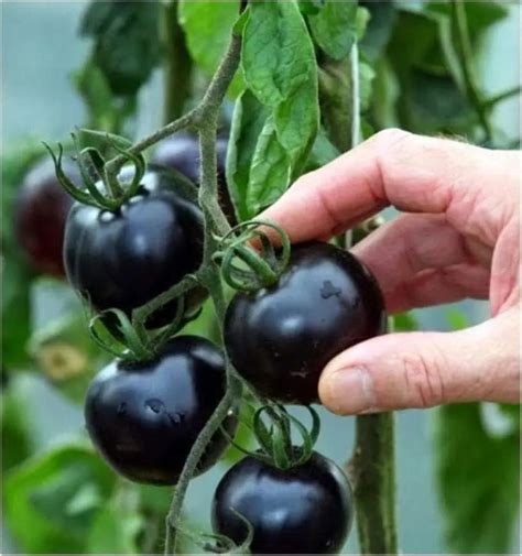 Black Tomatoes Kumato Tomato Seeds Slicing Tomato Spanish Heirloom