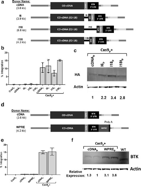 Figure 2 From Optimizing Integration And Expression Of Transgenic