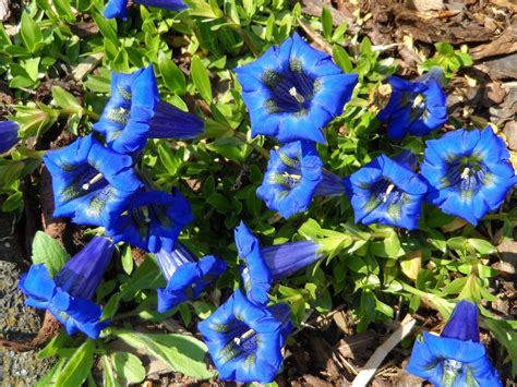 Gentian Blue Flower - Free photo on Pixabay - Pixabay