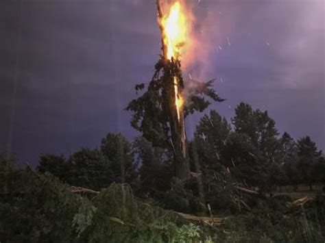 Lighting up Morrill Quad: Tree Lightning Protection | Arboretum ...