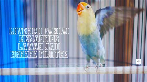 Lovebird Pandai Memancing Lawan Jadi Ngekek Fighter Cepat Terpancing