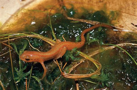Expert Newt Care Tips Reptiles Magazine