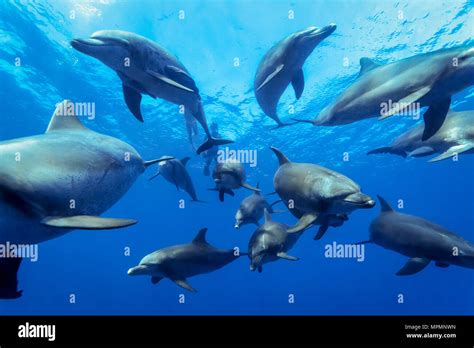 Indo Pacific Bottlenose Dolphin Tursiops Aduncus Chichi Jima Bonin