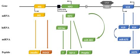 Schematic Diagram Of The Human Ins Igf Ii H19 Cluster Genes On Download Scientific Diagram