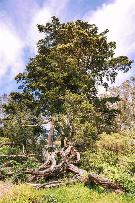 historic tree  golden gate park stock photo image  wood scenics