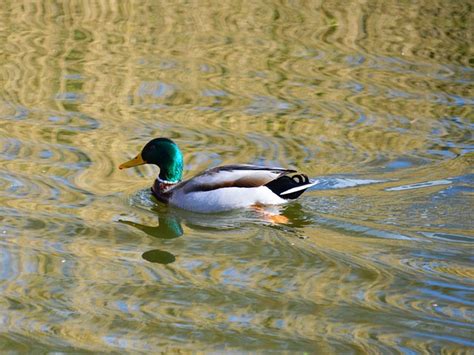 Ente Stockente Anas Platyrhynchos Kostenloses Foto Auf Pixabay Pixabay