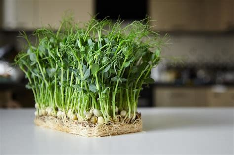 Premium Photo Microgreen Pea Sprouts On Whitw Table Micro Greens