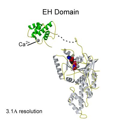 ehd home page  atpase involved  membrane remodelling