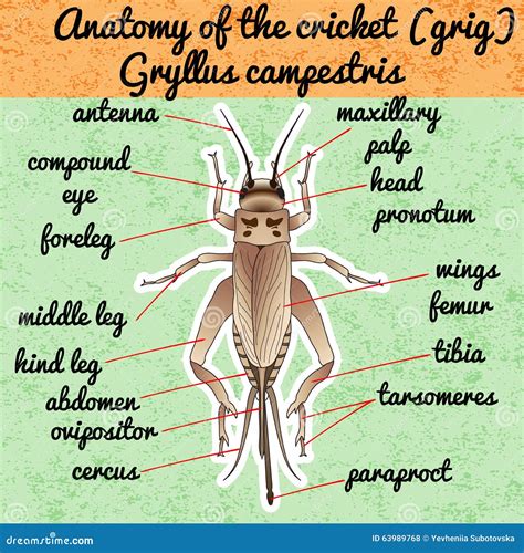 Insect Anatomy. Sticker Cricket. Grig. Gryllus Campestris. Sketch Of ...